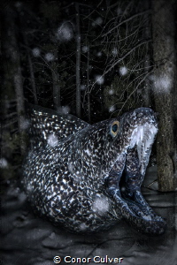 "Blending Into The Night And Snow" part of my Underwater ... by Conor Culver 
